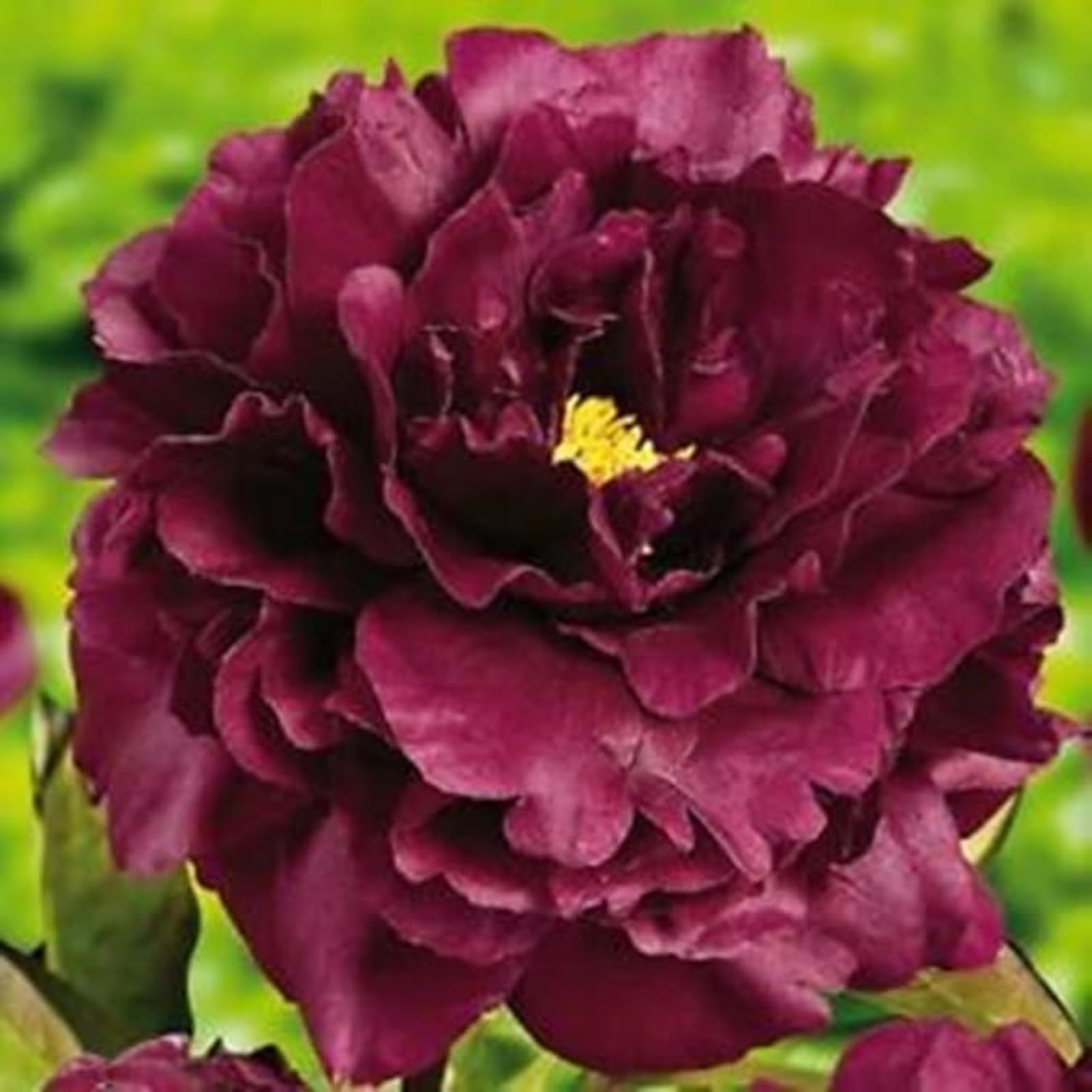 Peony Bulbs for Planting Now UK,Plant Bulbs,Hardy Perennial,Garden Flowers,Flowering Bulbs,Greening Flower,Wedding Flowers,Strong Plants That Grow Well-5Bulbs-F โ image 1