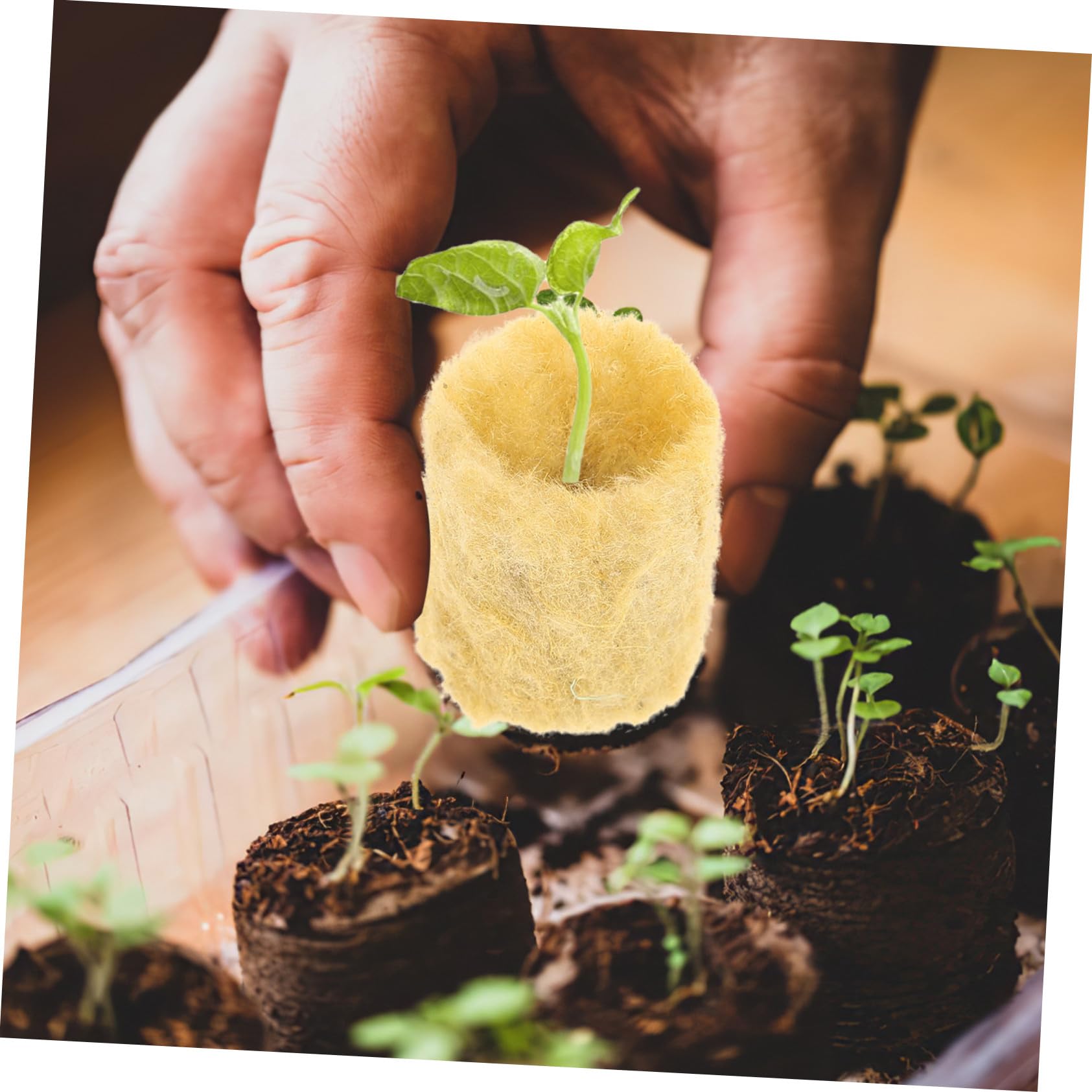 Gatuida Bloques de Cultivo Hidropónico para Vivero Interior y Exterior, Cubos de Lana de Roca 27x20 Mm, 100 Unidades para Propagación sin Suelo, Alta Absorción y Aireación para Plantas