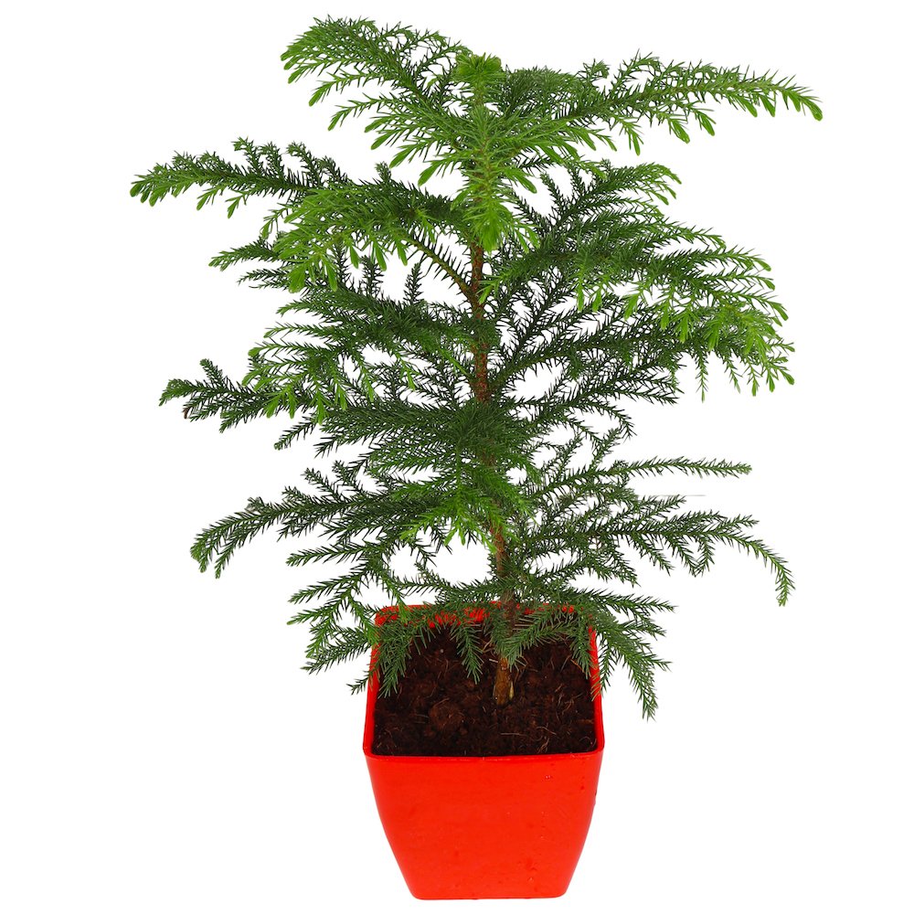 Natural Live Christmas Tree Pine Amazon.in Garden & Outdoors