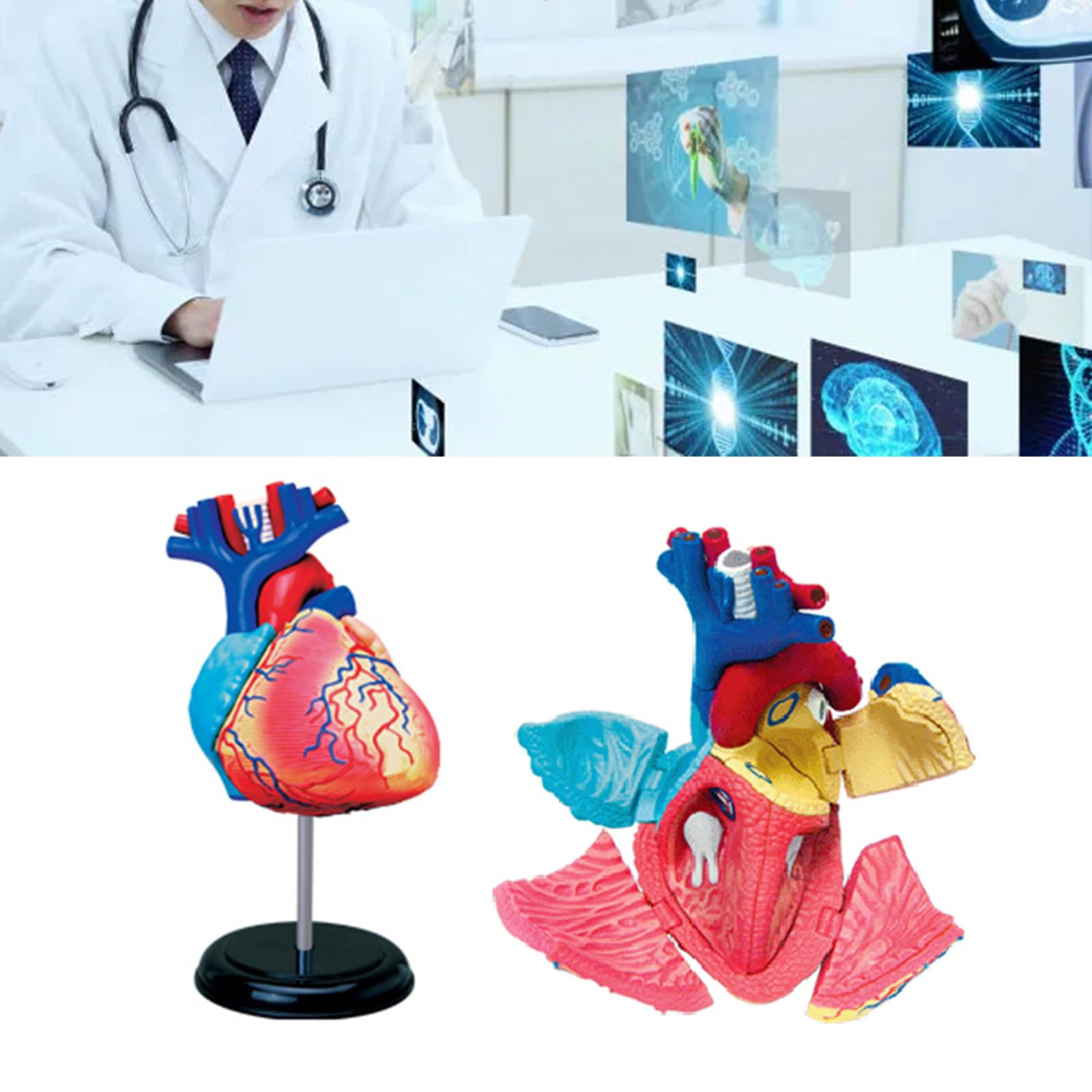 Modello anatomico del cuore per studio medico
