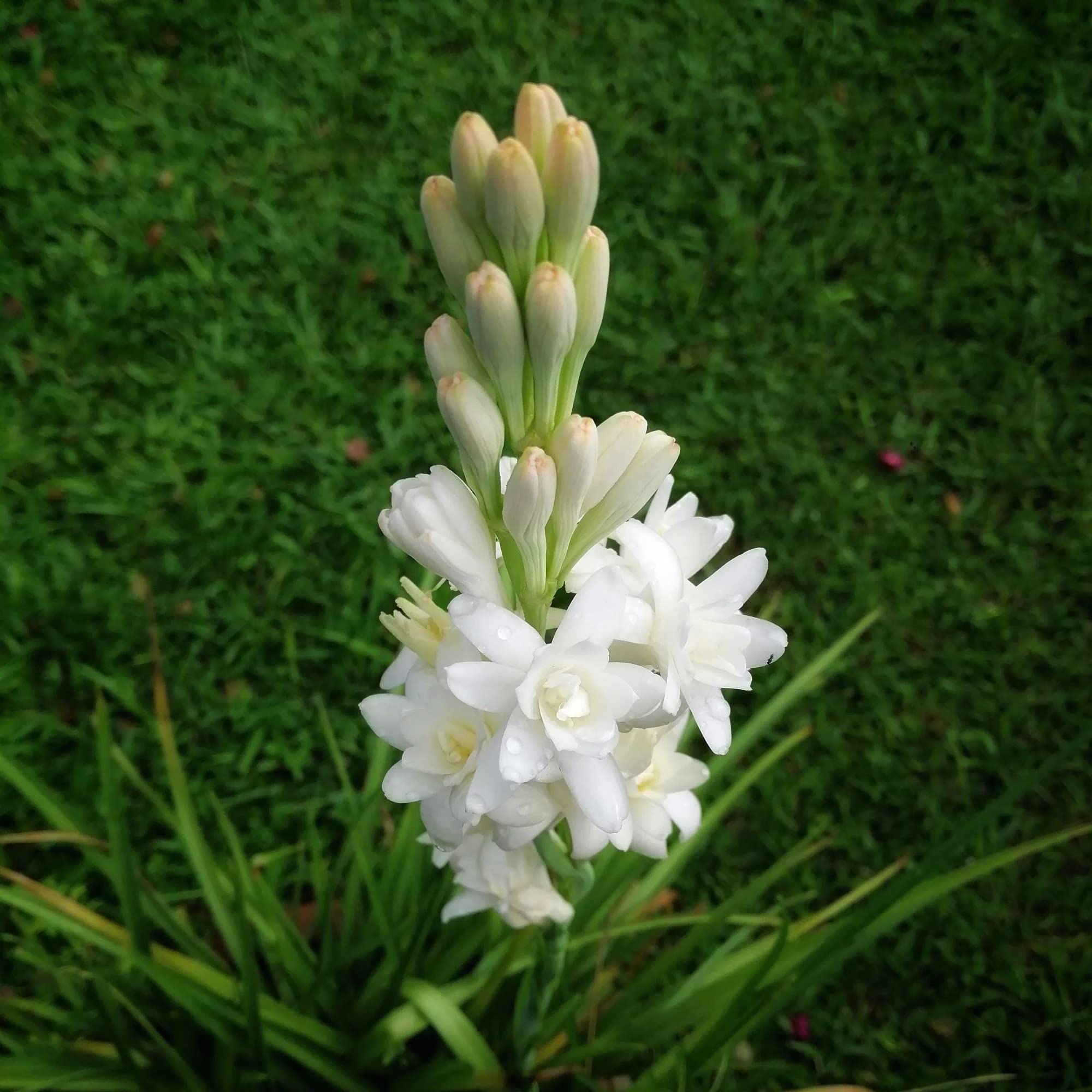 PLANTOGALLERY Tube Rose RAJANIGANDHA Aromatic Flowers Double Flower Bulbs - Pack of 10 Bulbs (B09B2M7PMY) Amazon Price History, Amazon Price Tracker
