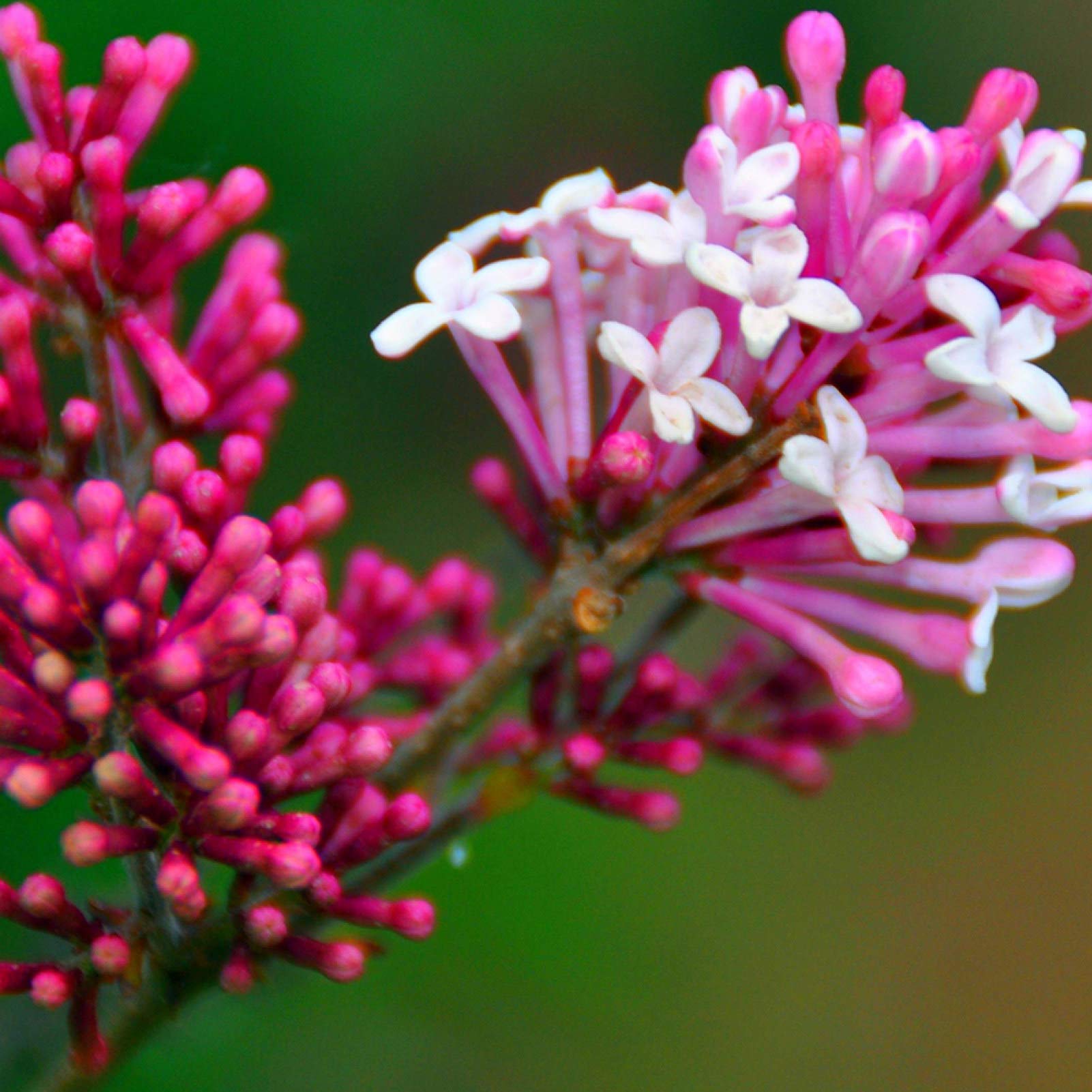 50Pcs Lilac Flower Seeds Clove DIY Home Garden Plant Potted Bonsai Decoration - Rose Red - Flower Seeds Vegetable Seeds Fruit Seeds Garden Plant Seeds