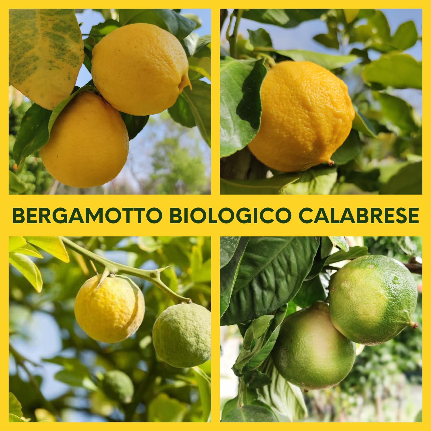 Valle del Crati Succo di Bergamotto BIO Calabrese | 100% Puro | 12 bottiglie da 200ml | senza Zuccheri Aggiunti e senza Conservanti | Bevanda Fresca e Dissetante | Spremuta di Bergamotto Biologico