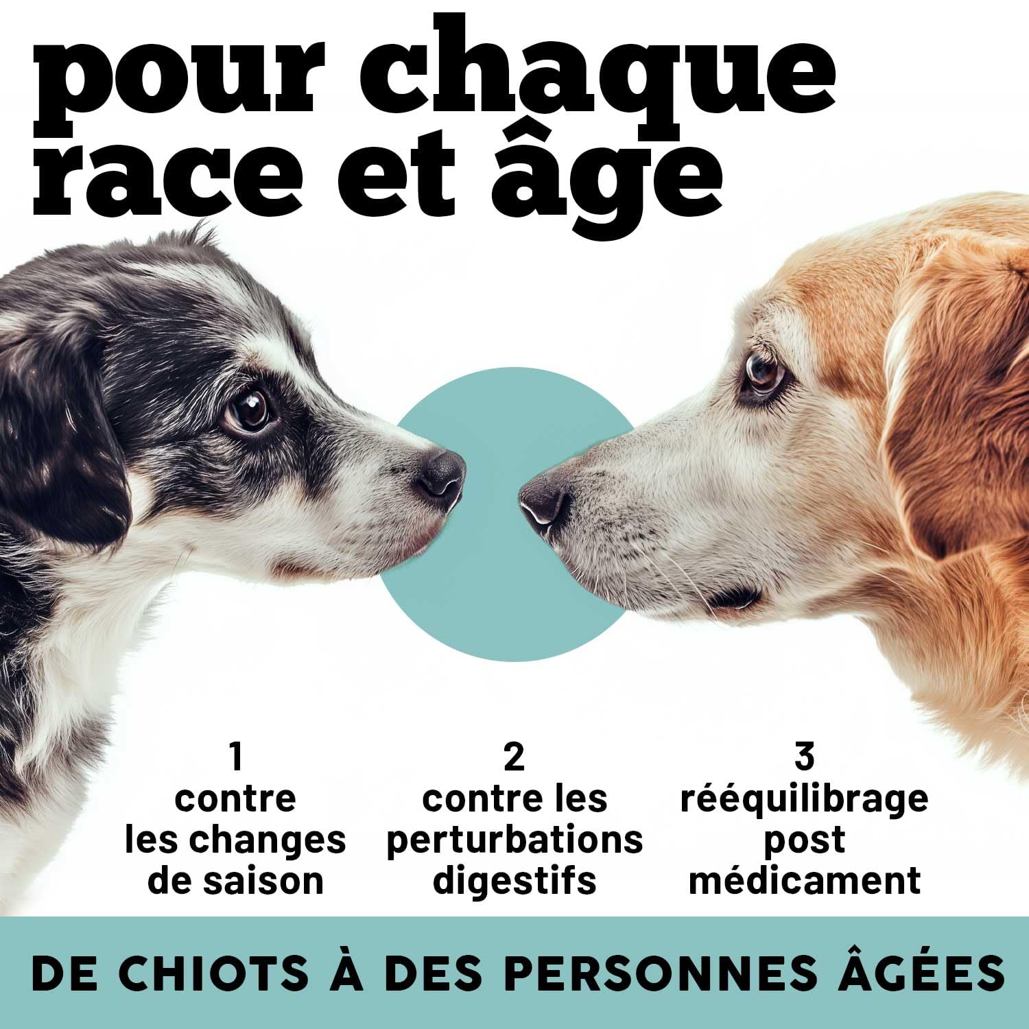 MyPetPrime Ferments Lactiques Chien 6,5M UFC - 60 CPR Probiotiques - Formule Vétérinaire - Système Digestif, Système Immunitaire, Antioxydant.