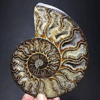 アンモナイト　遺品整理 Amazon.co.jp: ペア天然アンモナイト化石コングクォーツ水晶検体復帰