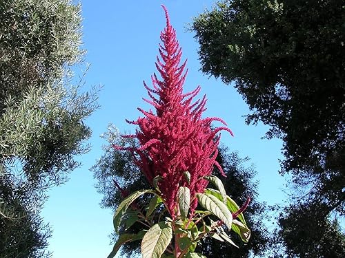 Miniatura 3 de Amaranto Paniculatus Semillas de mango rojo para plantar más de 400 semillas Plantas exóticas Jardín