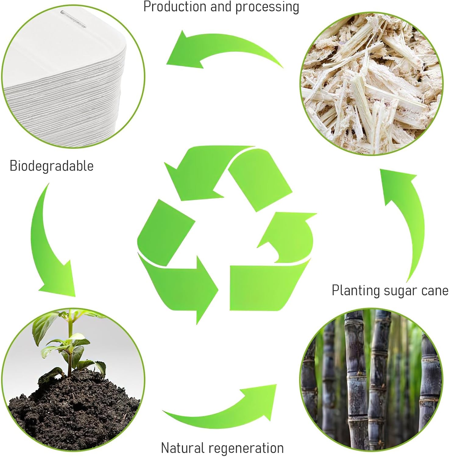 Clamshell Take Out Food Container 200 Pack, 6X6 inch Disposable To Go Boxes, Square Hinged Container for Food, Lunch, Dinner, Meal-Prep, Compostable (white)