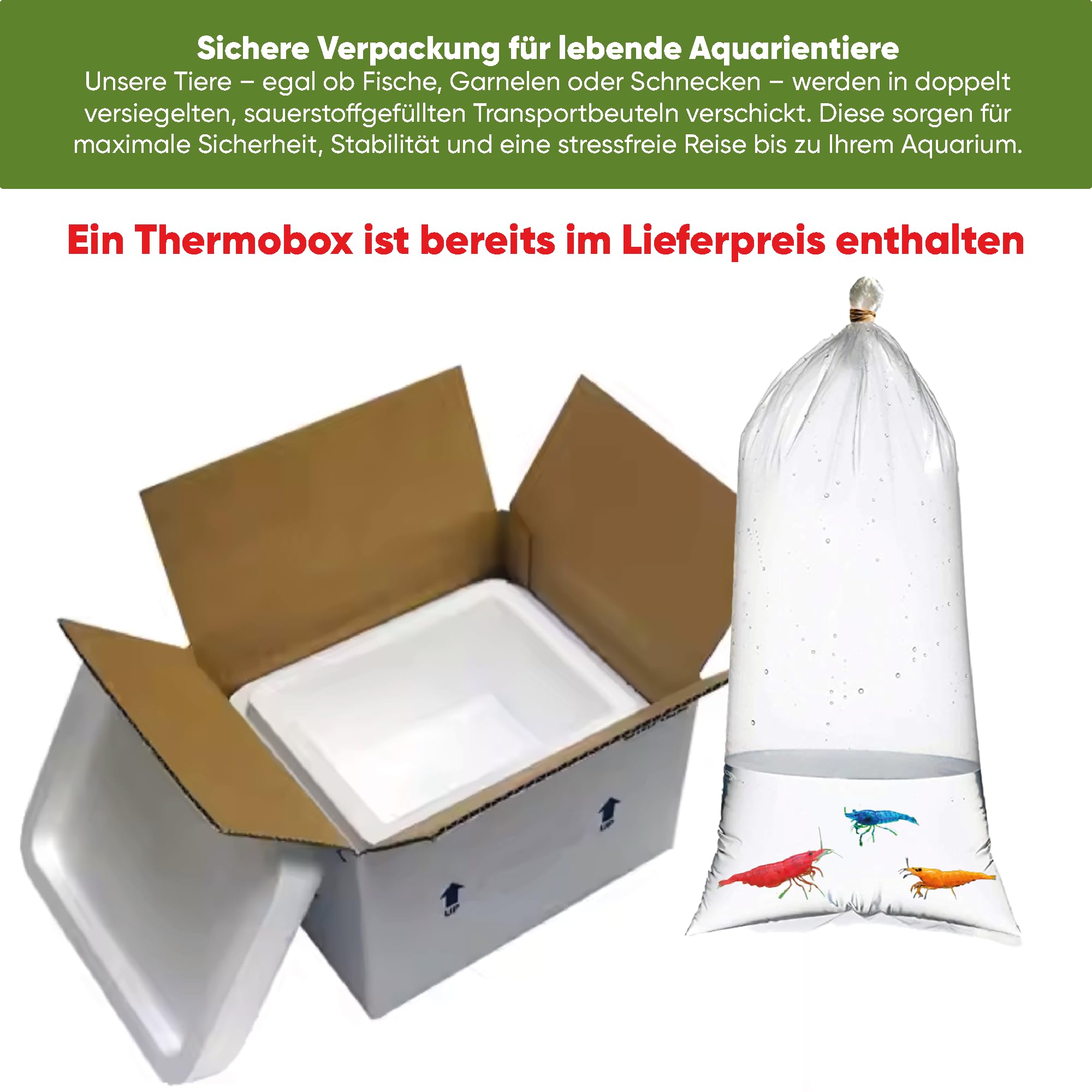 AquabreedingSkill 10 stück Garnelen - Aquarium Garnelen lebend - zwerggarnelen neocaridina friedliche Bewohner für Aquarien Größe 1-1,5 cm (Blauer Saphir)