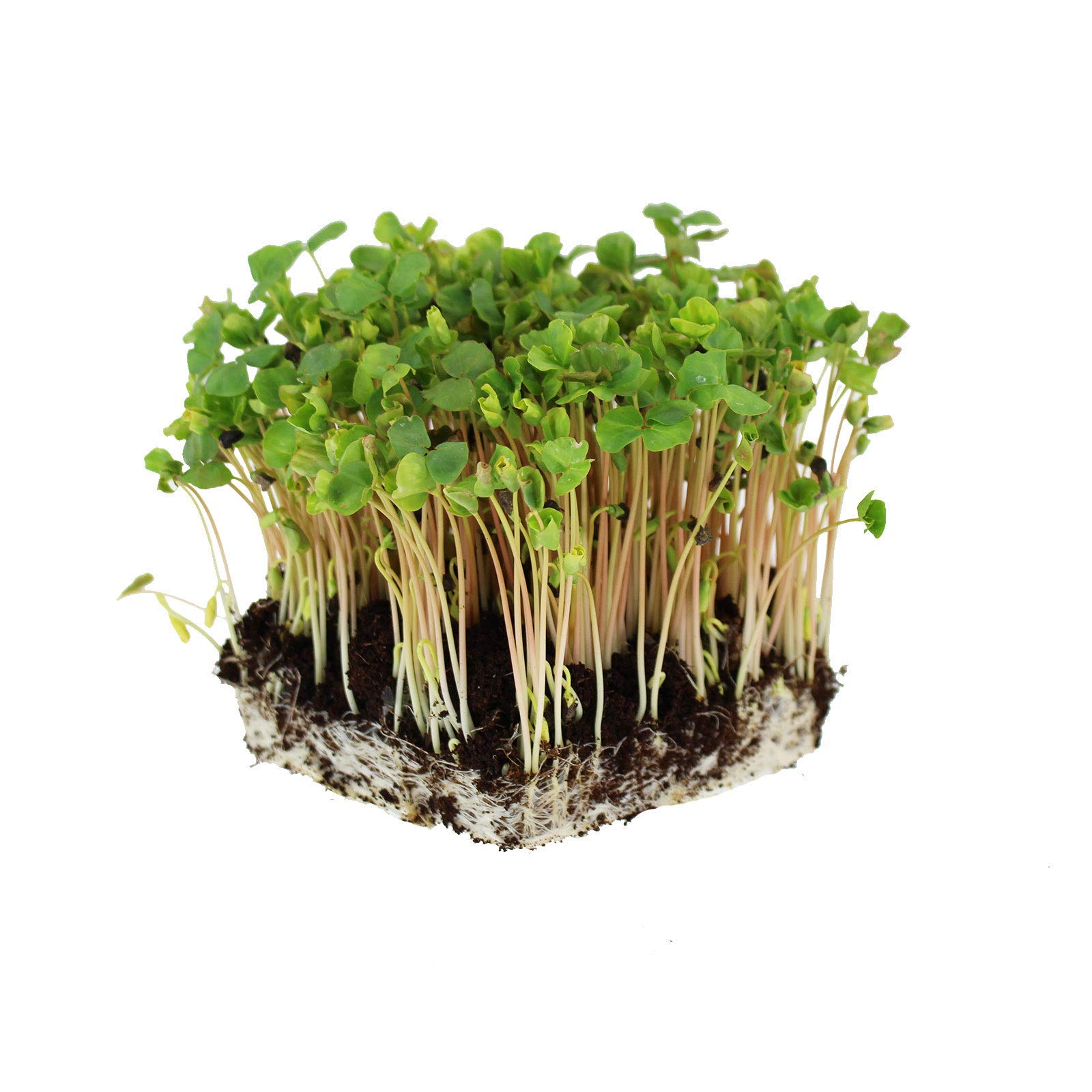 Buckwheat Seeds - 5 Lb ~60,000 Seeds