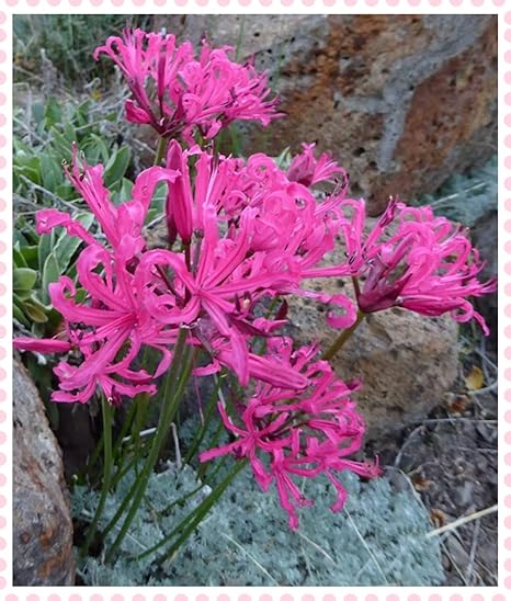 Amazon リコリス球根 植栽用のエキゾチックなピンクのリコリス球根 顕花植物 多年生植物 庭の装飾用の春の花用の球根 8球根 花 Amazon リコリス球根 植栽用のエキゾチックなピンクのリコリス球根 顕花植物 多年生植物 庭の装飾用の春の花用の球根 8球根 花