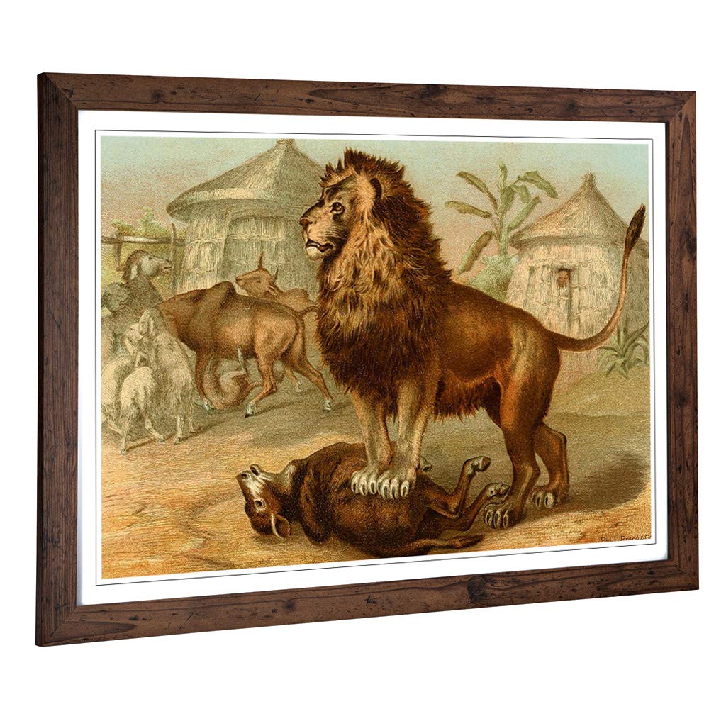 Big Box Art Framed Print of Vintage World 1885 Lion Design | Wall Art Picture | Home Decor for Kitchen, Living Room, Bedroom, Hallway, Walnut, A2 / 24.5x18 Inch / 62x45cm