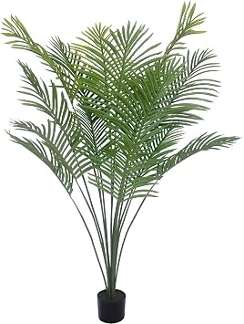 Plant - Areca Palm 5ft 15 Branches