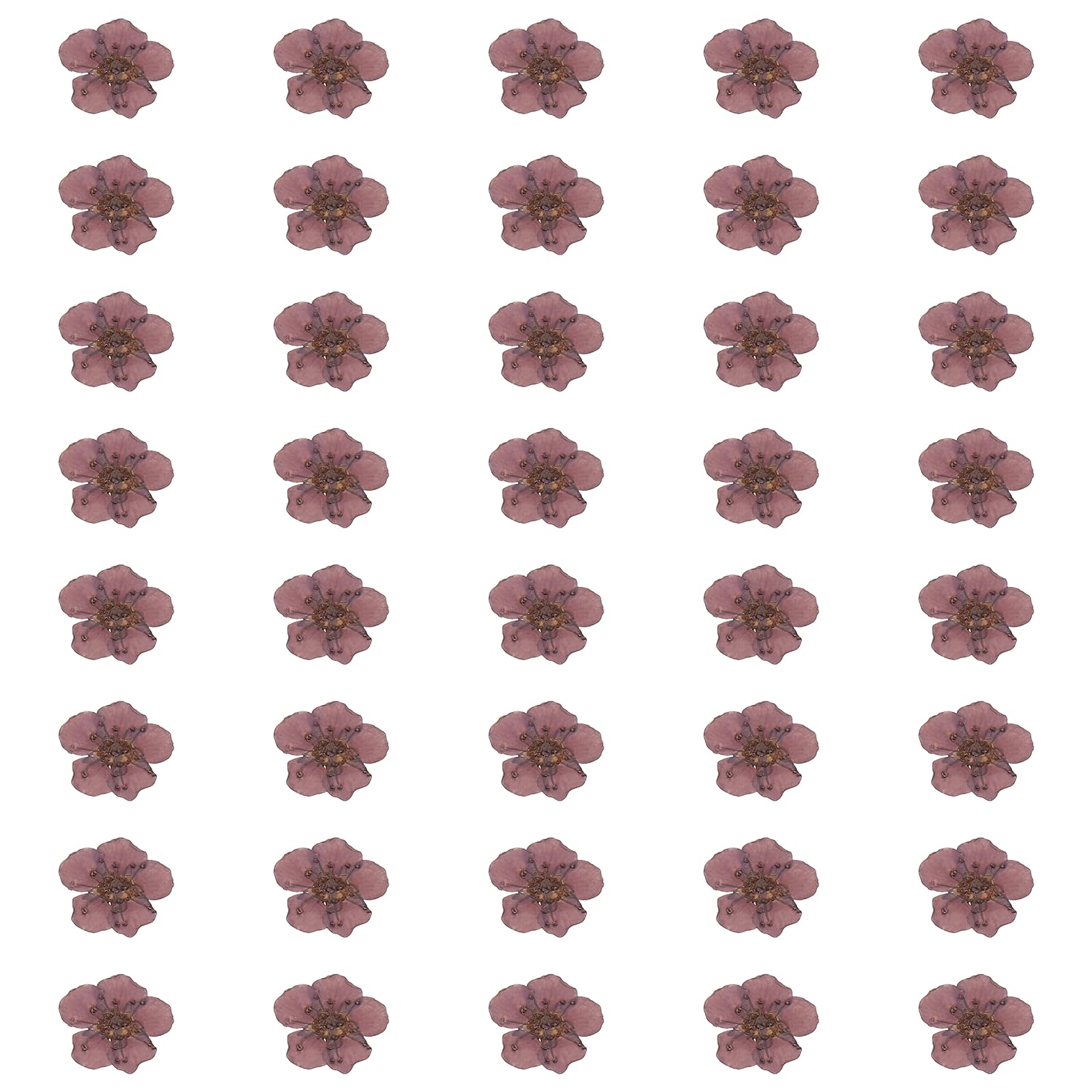 sourcing map 40Pcs Dried Pressed Flowers, 0.24-0.31" Colorful Dried Pressed Narcissus Flowers Bulk for Nail Art Resin Jewelry Candle Card Making Scrapbook Phone Case Decoration, Grape Purple