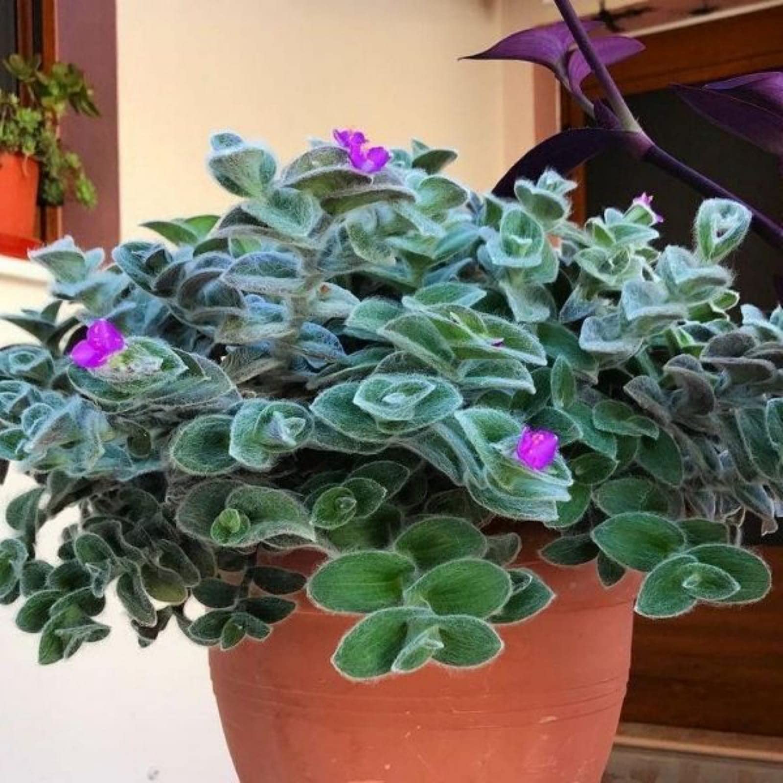 Guruji Plantation Wandering Jew Indoor Plant For Home and Garden with Pot (Pack of 1) (Tradescantia Sillamontana) (B0BVFMRSXH) Amazon Price History, Amazon Price Tracker