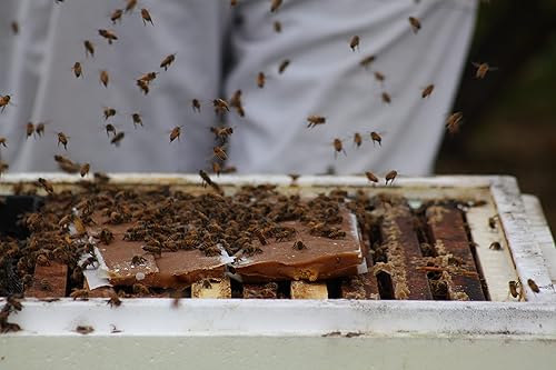 Miniatura 5 de Empanadas de polen para abejas al 15 %  Paquete de 2  1 libra cada uno (peso aproximado)  Suplemento alimenticio de polen de proteínas para abejas