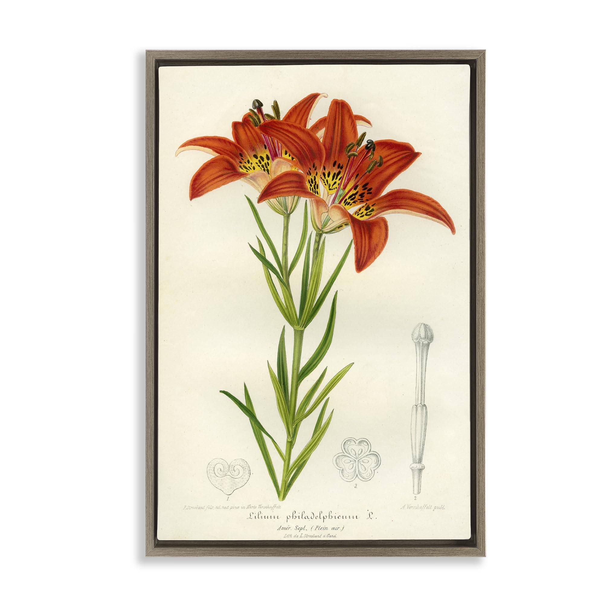 'Western Red Lily'| Floating Frame Canvas Art