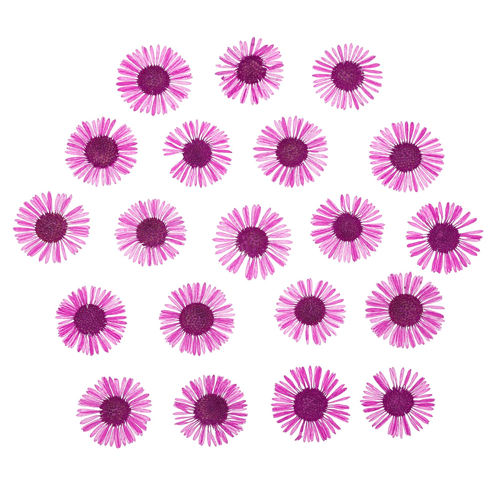 PATIKIL Dried Pressed Flower