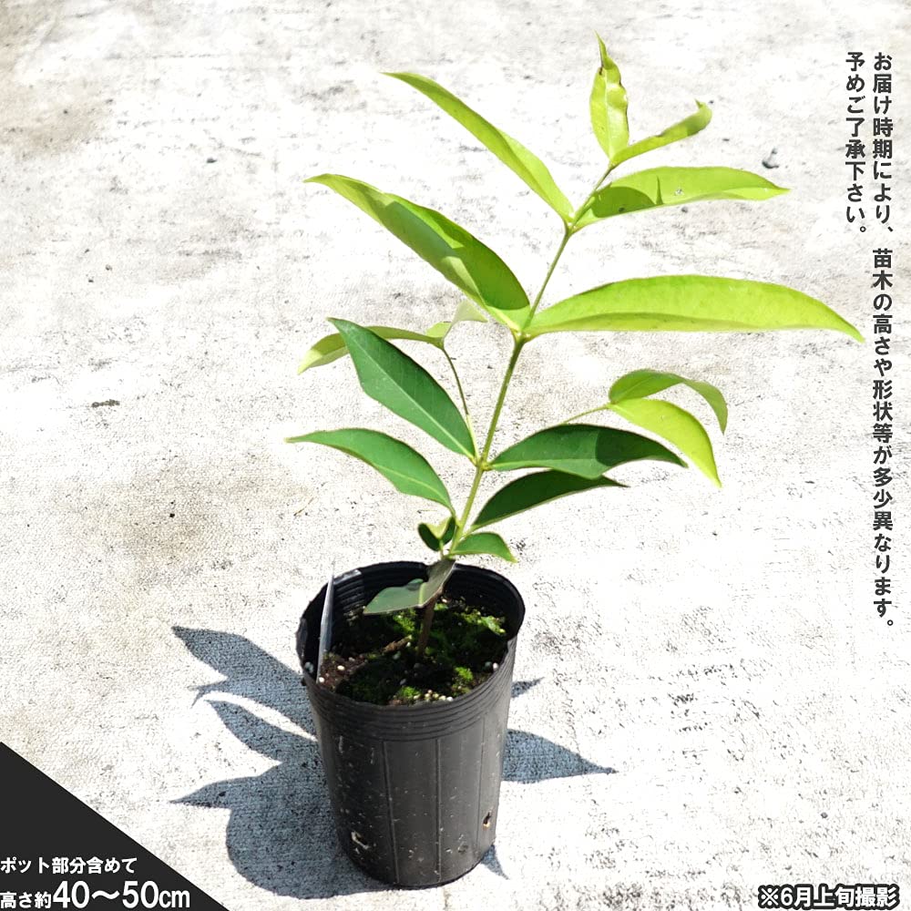 Amazon.co.jp: Peach Renbu Seedlings, No. 4.5 Pot, Made in