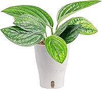 Vista 18 de Costa Farms Trending Tropicals - Planta de interior viva Begonia maculata de 15 pulgadas de alto, en maceta decorativa blanca