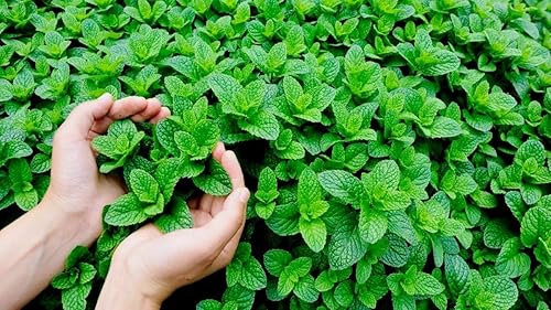 Miniatura 2 de Semillas de menta para plantar en exteriores e interiores, más de 500 semillas sin OMG para jardín de hierbas