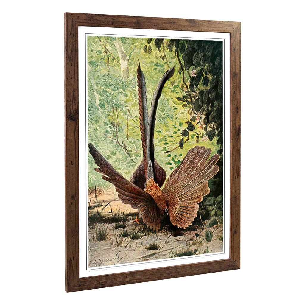 Big Box Art Framed Print of Vintage W Kuhnert Argus Pheasant Design | Wall Art Picture | Home Decor for Kitchen, Living Room, Bedroom, Hallway, Walnut, A2 / 24.5x18 Inch / 62x45cm