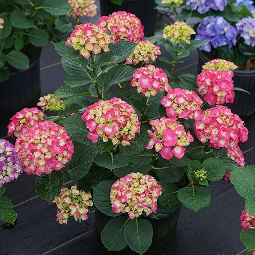 Miniatura 6 de Wee Bit Giddy Bigleaf Hydrangea - Maceta de 4" - Ganadores probados