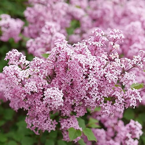 Bloomerang Purpink® Reblooming Lilac - Syringa - Maceta de 4" - Ganadores probados