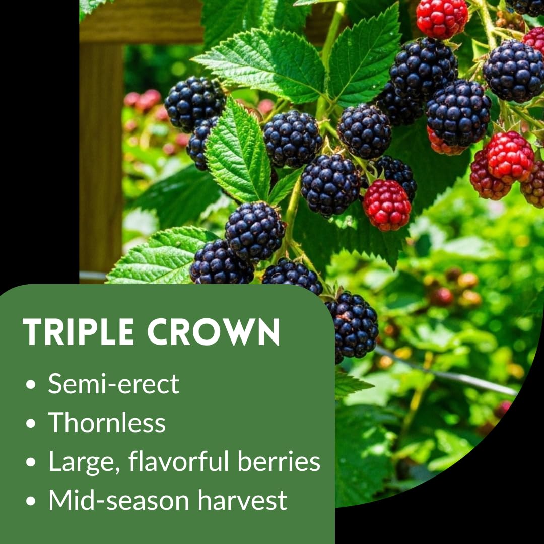 Amazon.com : Triple Crown Thornless BlackBerry Plants for Growing
