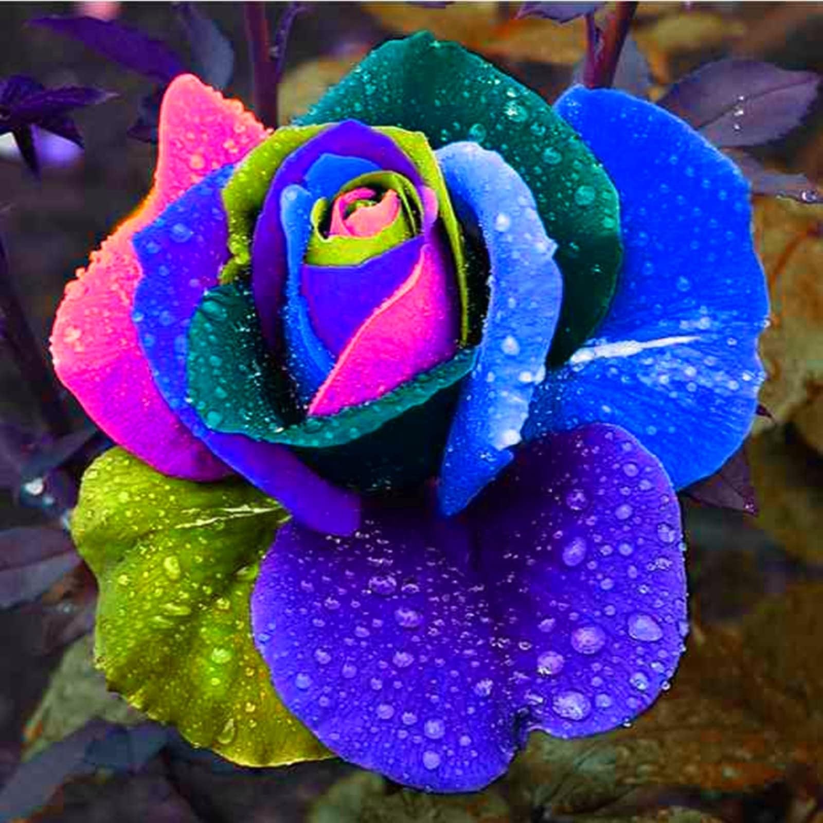 Vibrant Rose Bulbs for Planting Now UK Perennial Ornamental Greening Flower Display Natural Organic Good for Containers Cold-Resistant Rapid Growth Easy Planting Excellent-1bulb-H