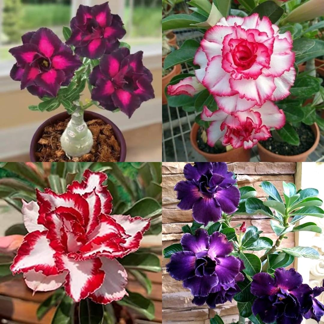 Adenium Plant live Combo Without Pot Bosnai Multi Petal Desert Rose (Set of 4 Plants) | (Combo pack) (ALL plants are seedling Plants)-image-18