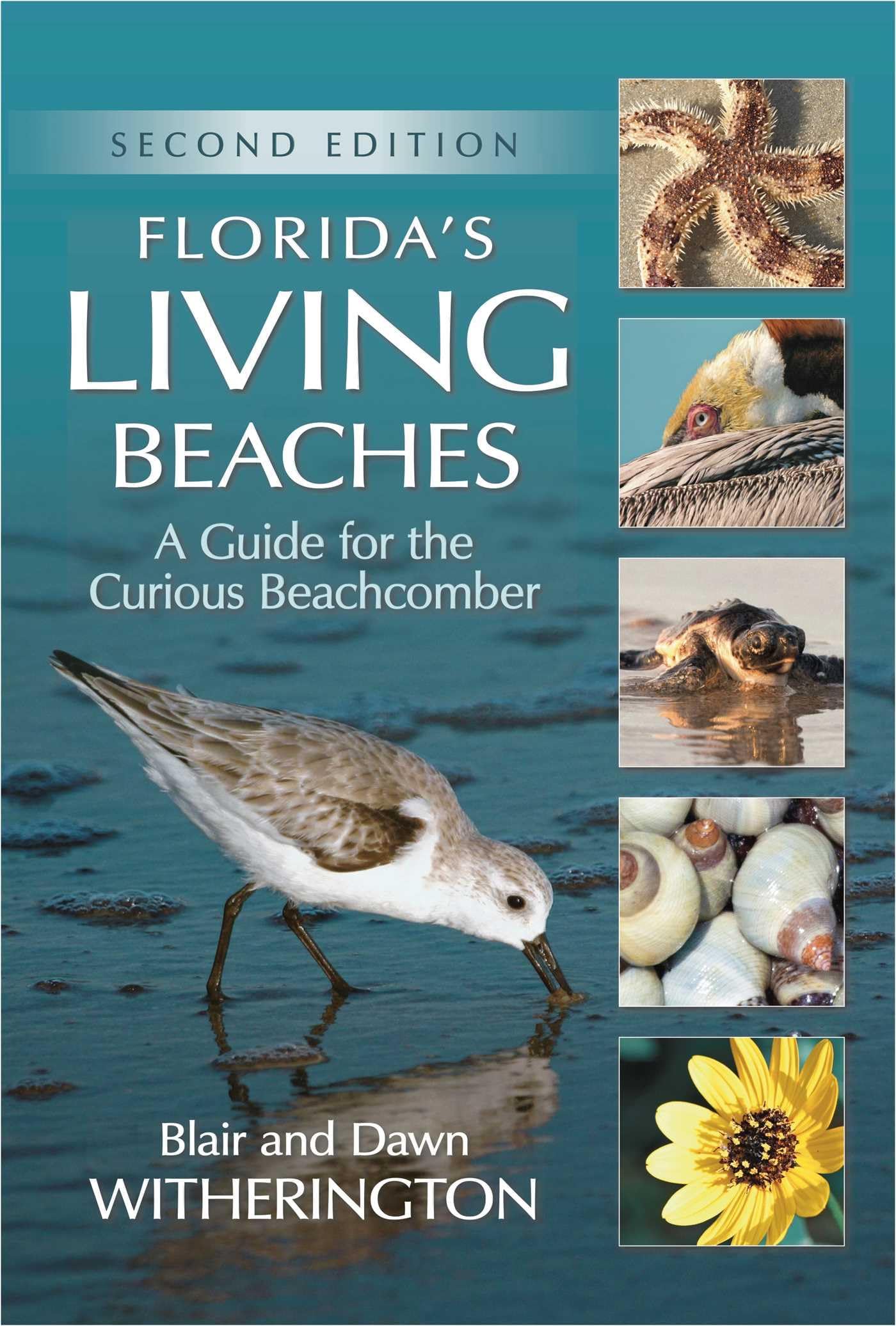 Florida's Living Beaches: A Guide for the Curious Beachcomber