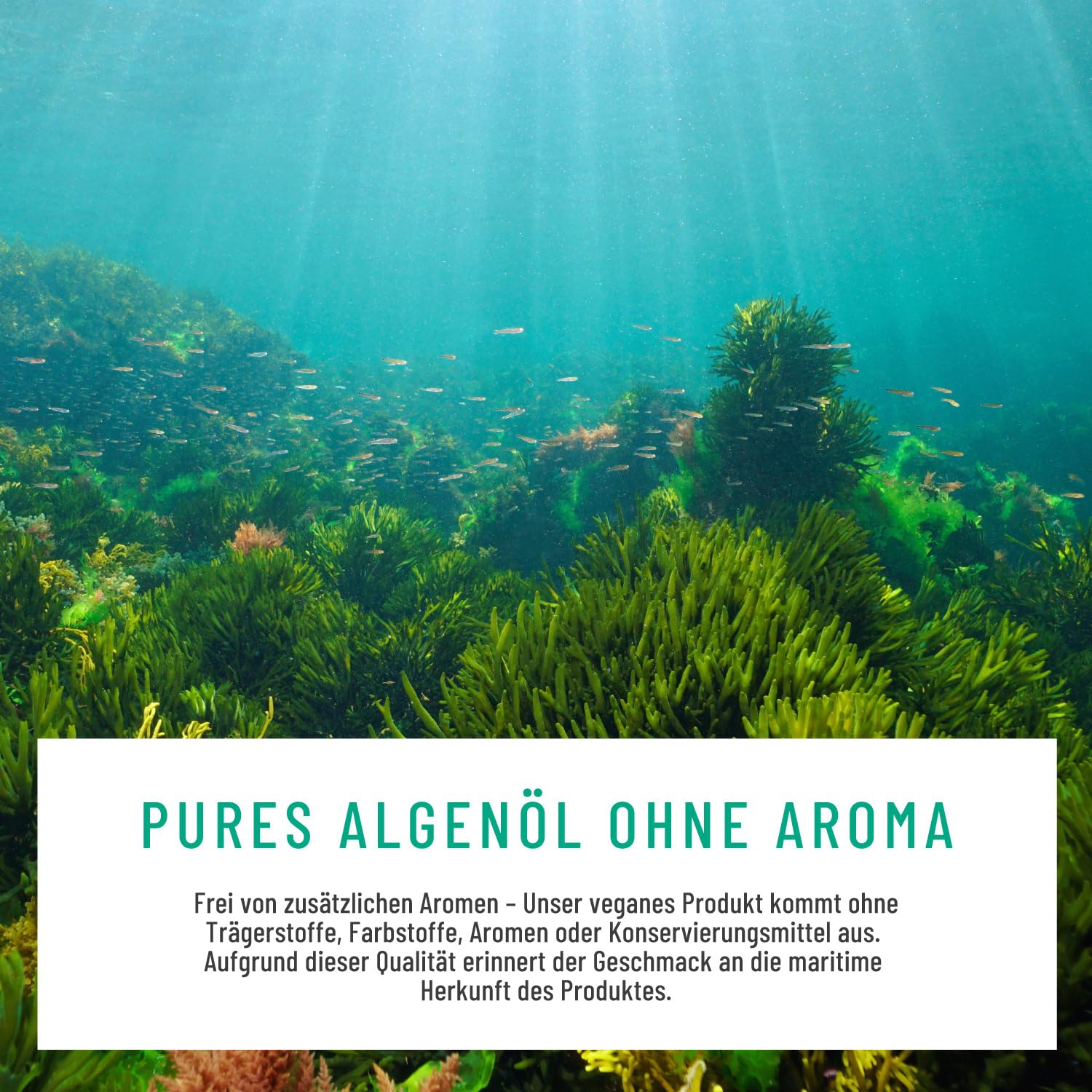 NATURTREU® Omega 3 Vegan aus Algenöl – 1000mg Omega 3 Algenöl aus nachhaltigen Kulturen - Mikroalgenöl hochdosiert DHA & EPA im optimalen Verhältnis - Omega 3 Kapseln - Laborgeprüft