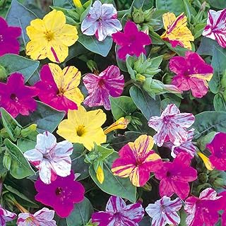 Mirabilis Jalapa ‘Broken Colours’ Annual 1 Packet (50 Seeds) by Thompson and Morgan