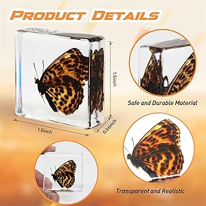 12 Pcs Insect in Resin Specimen Bugs Collection Paperweights, Resin Insects Specimen Frame Decoration for Tabletop Wall Art Decoration Scientific Educational Display Supplies (12 PCS Butterflies)