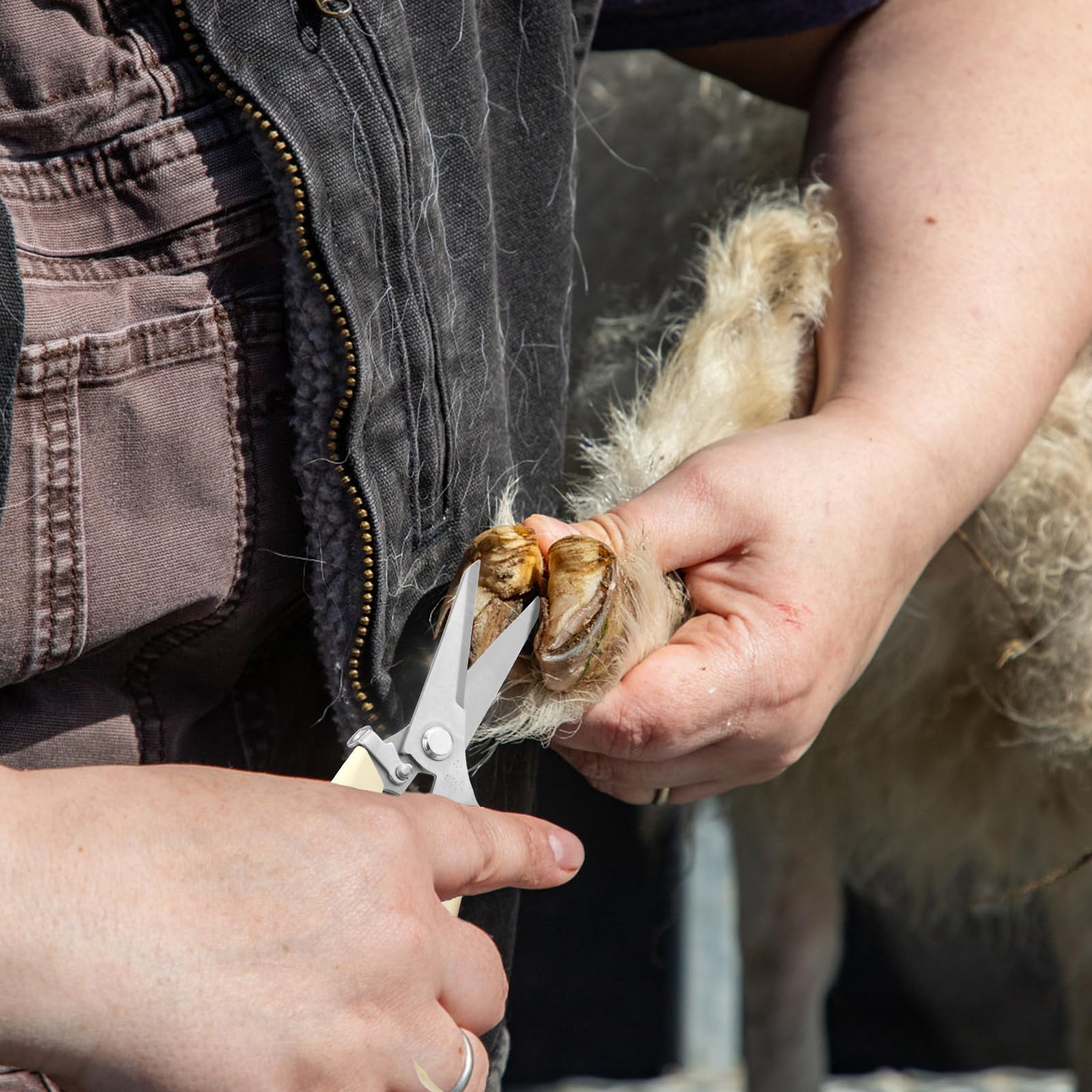 PEUTIER Coupe-Ongles de Chèvre, Outil de Coupe de Sabots en Acier Inoxydable avec Cisailles à Sabots à Ressort Coupe-Ongles de Mouton pour Cochon, Cheval, Bétail