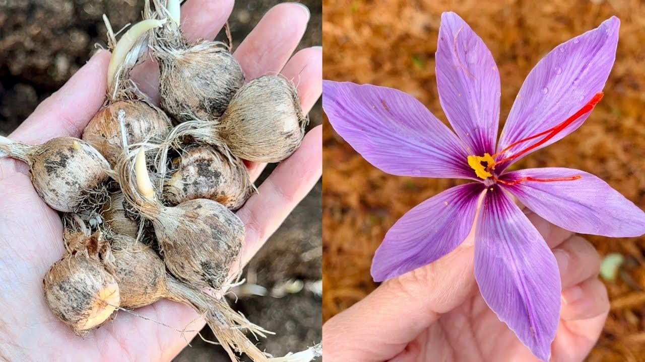 Authentic Heritage Kesar Live Bulbs (5 Healthy Live Bulbs)-image-44