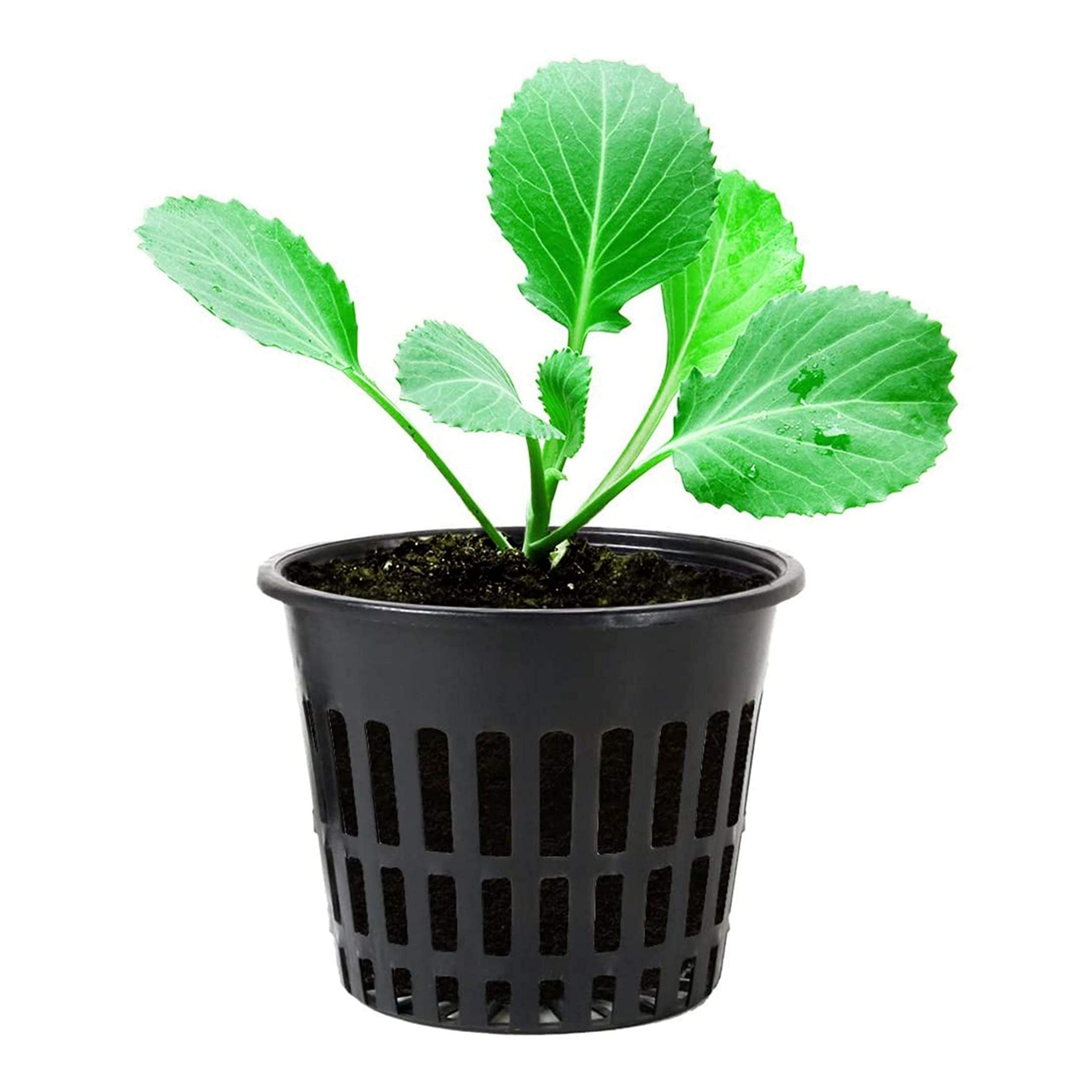 Happy Squirrel Hydroponic Netpots - 2 inch (Pack of 100) | 100% Virgin Plastic for Seed Germination, Aquaponics and Hydroponics | Food Safe Net Cup (B0BZ17PFTR) Amazon Price History, Amazon Price Tracker