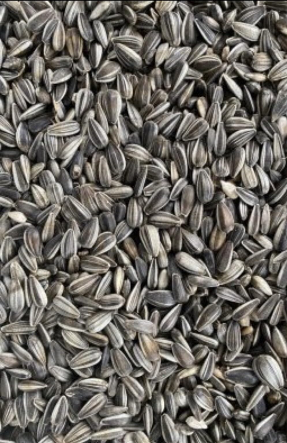 Gestreifte Sonnenblumenkerne im Papiersack 825kg Deutschland von Heinrichs Agrar aus der Layenmühle