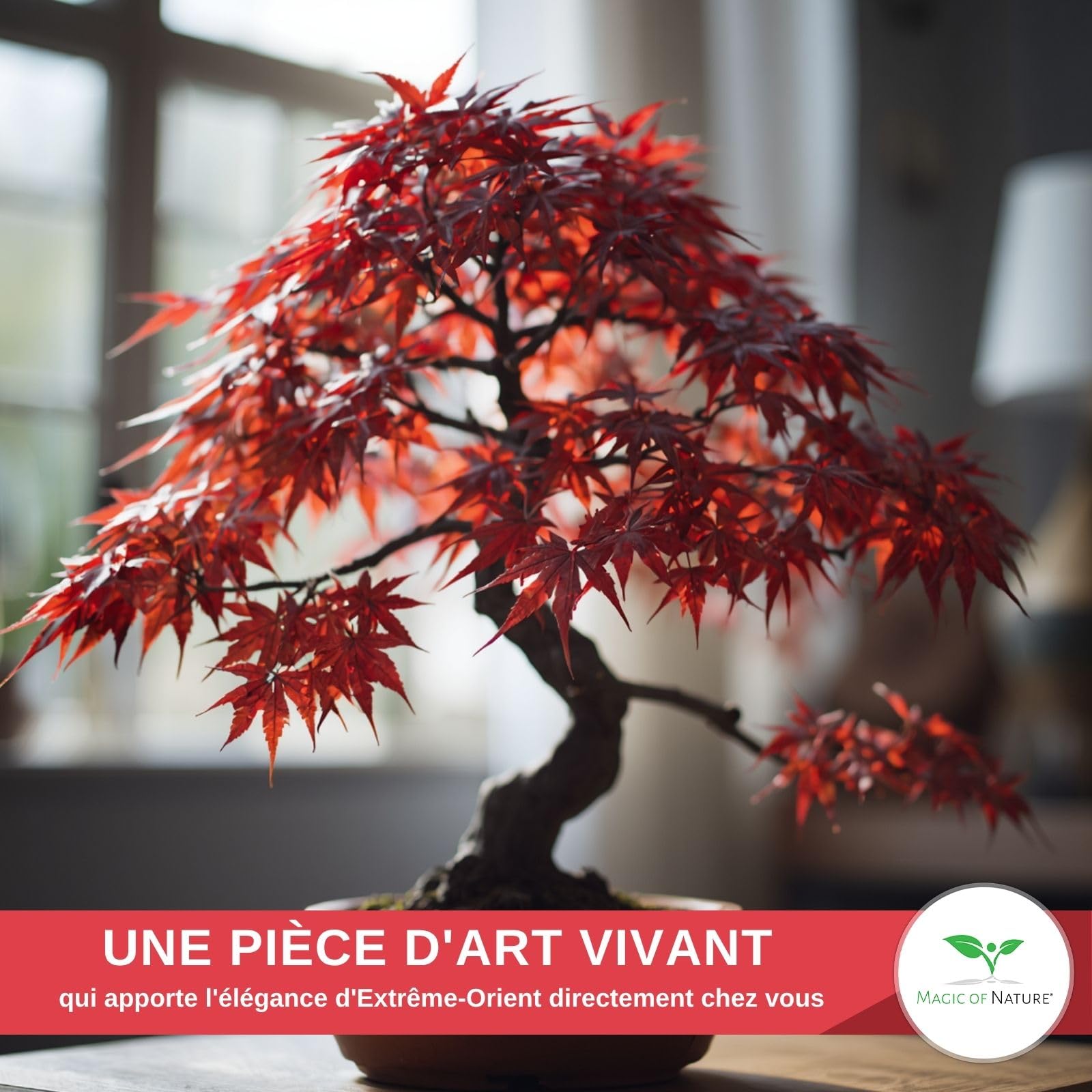 Magic of Nature: Graines d'Érable du Japon Rouge (20 Pcs) - Adapté au Bonsaï