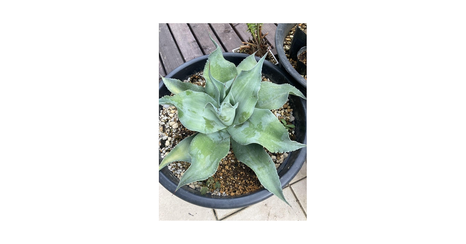アガベ オバティフォリア ラヴァフロー ラバフロー Learn about Agave ovatifolia 'Lava Flow' | Lava Flow Whale's