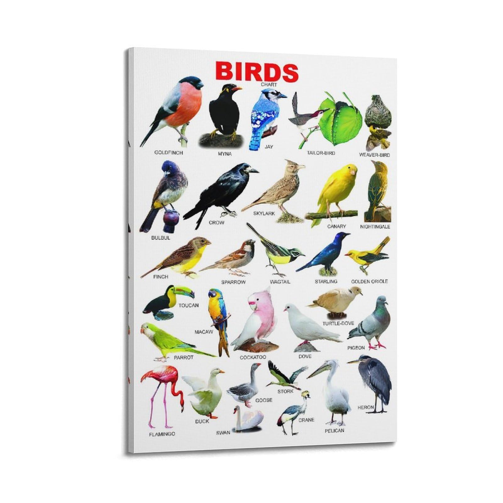 OKNGB Kinder-Zoologie-Pädagogisches Poster, Vogelführer-Poster, dekorative Malerei, Leinwand, Wandposter und Kunstdruck, moderne Familienschlafzimmer-Dekoration, Poster, 50 x 75 cm
