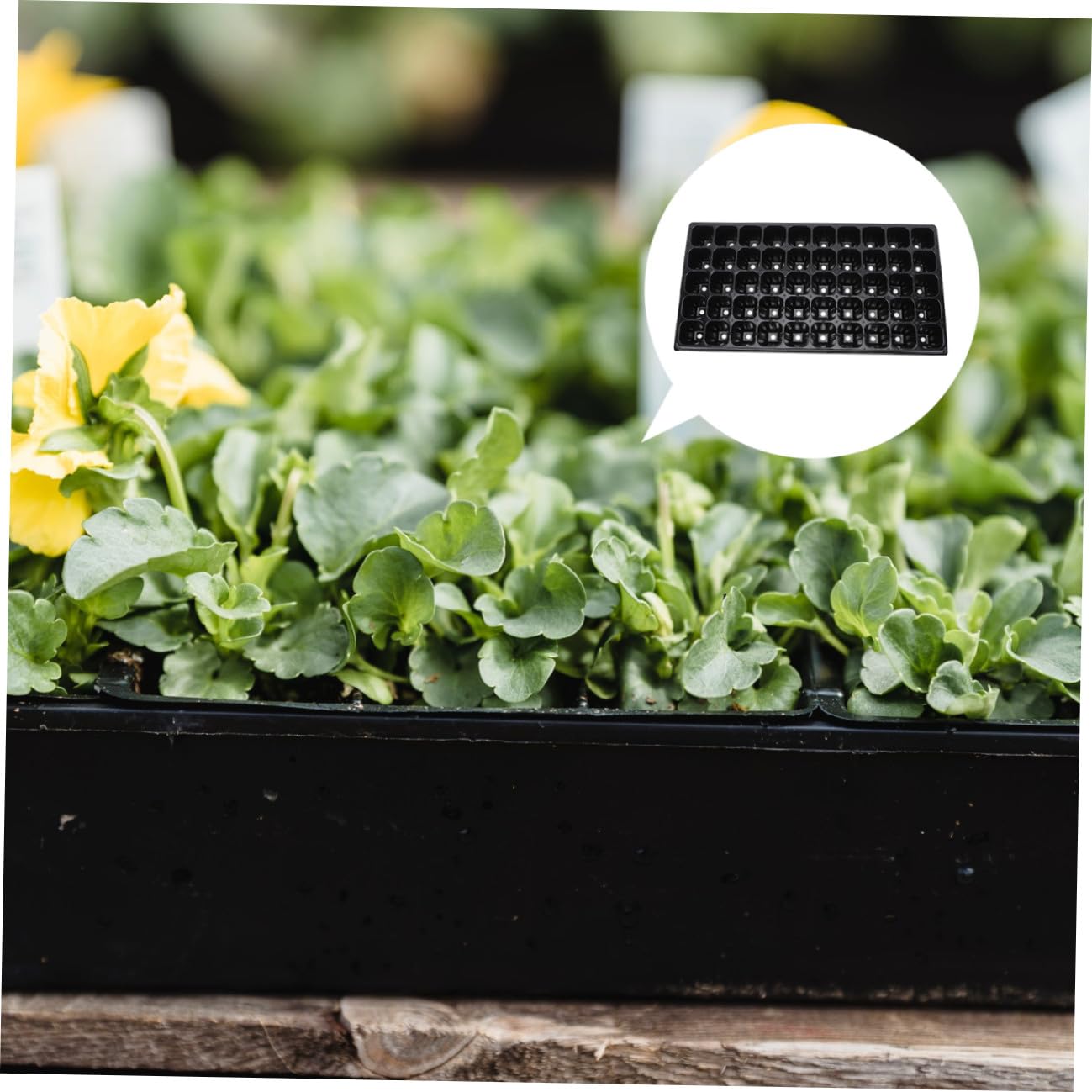 Toddmomy 10 Pièces Plaques de Germination de Plantes Plateaux de Semis Alvéoles pour Fleurs Semences Bac de Démarrage Réutilisable pour Jardinage