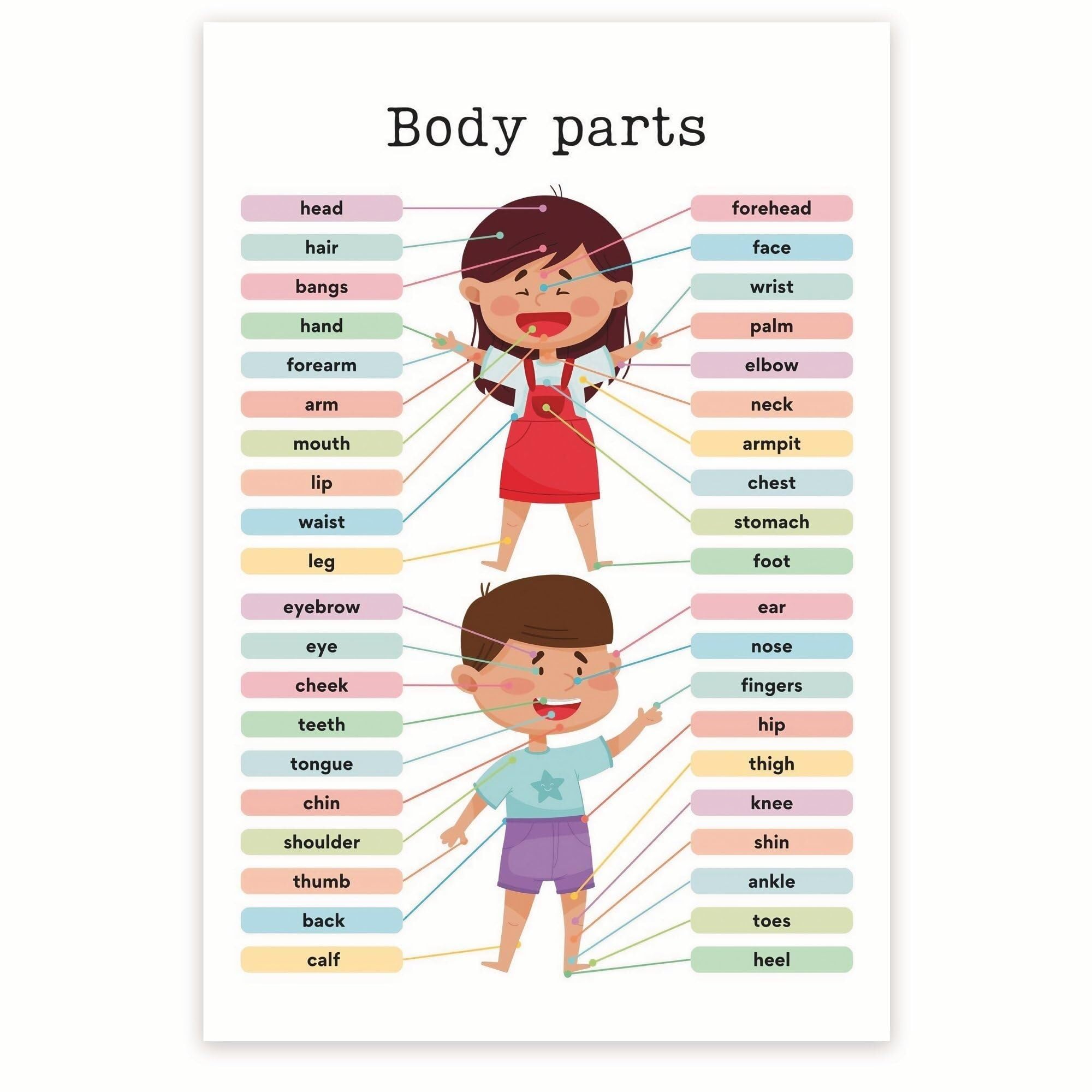 CZMDKEXM Anatomy Poster Human Body Chart Biology Science Educational Poster for Classroom Homeschool(Framed,08x12inch(20x30cm))