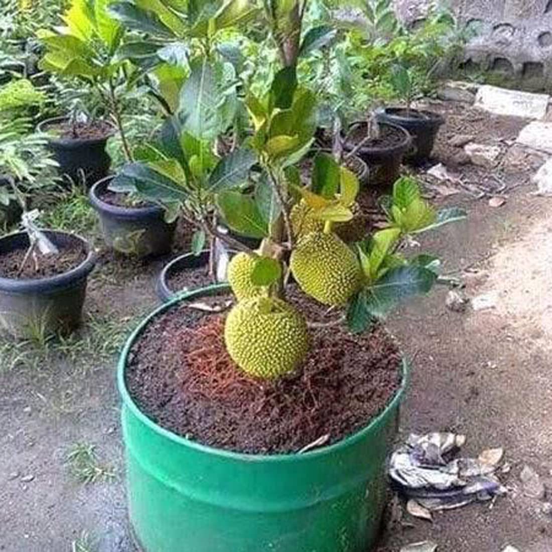 Sarika Nursery Jack Fruit Rare Varikka Variety Dwarf Jackfruit (Grafted) Terrace Garden Plant Plant(1 Healthy Live Plant) (B0BZ5BNB8W) Amazon Price History, Amazon Price Tracker