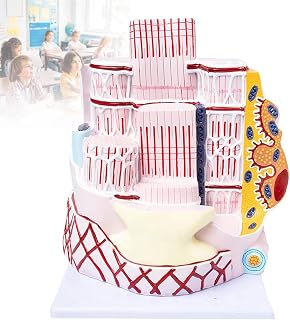 Teaching Model,Human Skeletal Muscle Fiber Anatomy Teaching Model Biology Teaching Models Orthopedics Medical Educational Aid for Teaching
