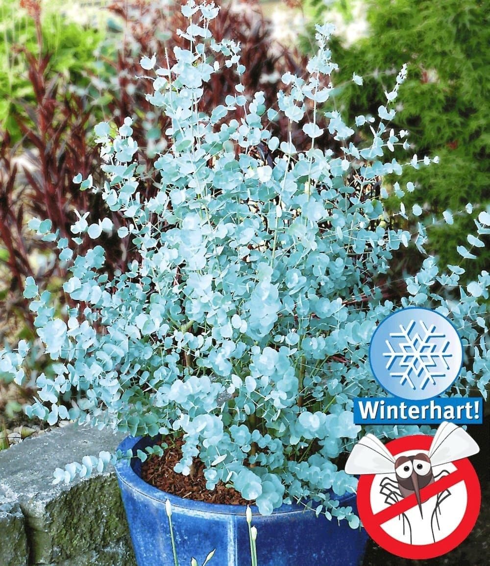 BALDUR Garten 1x Winterharter Eukalyptus Azura® im XXL-Topf, Pflanze im 15 cm-Topf, Eucalyptus gunnii, Azura, winterhart bis -20 °C, mehrjährig, intensiv duftend, vertreibt Fliegen