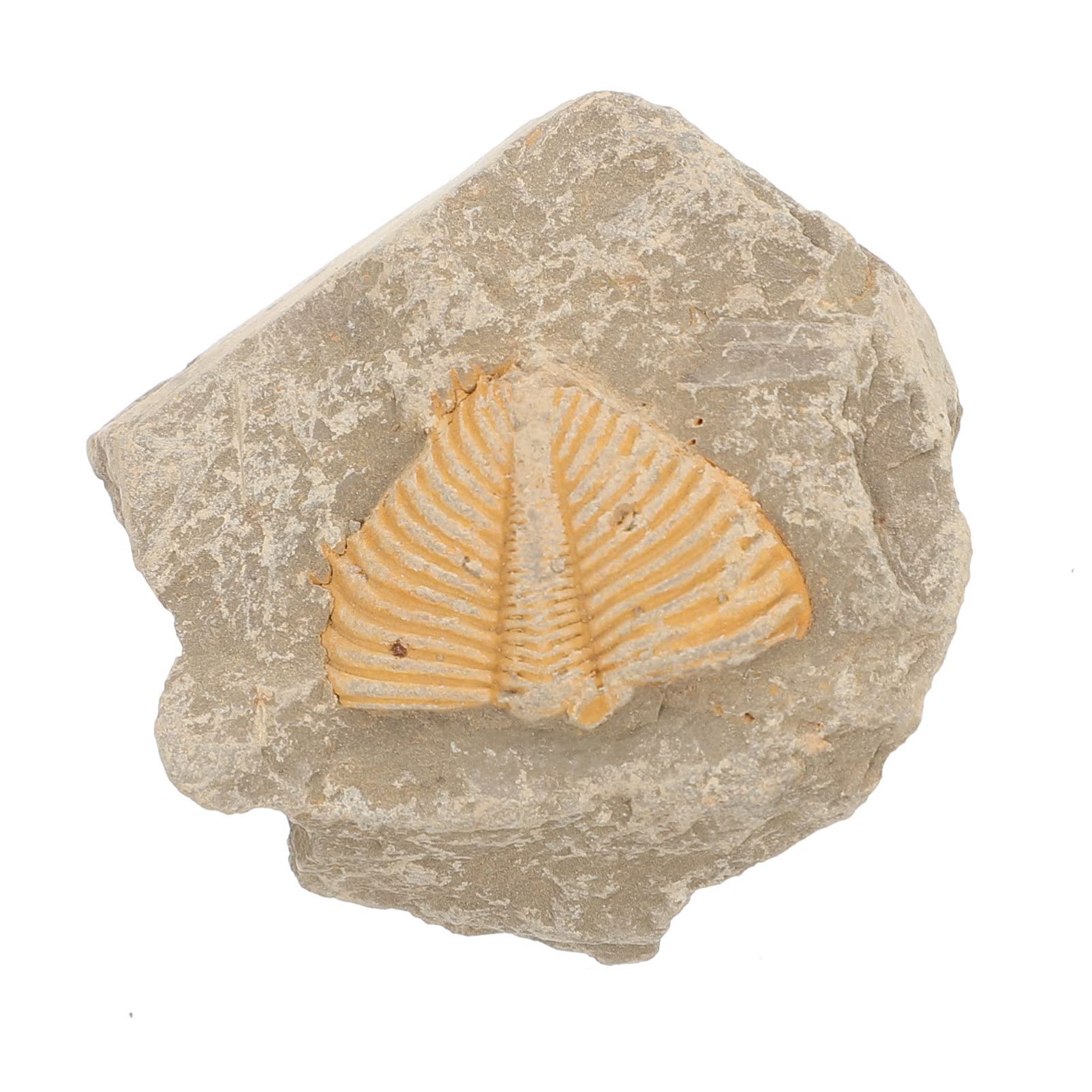 idoruan FRIDNL Trilobite Fossil Collectible Trilobite Skeleton Raptor Decor Trilobite Resin Trilobite Statue Trilobite Model Ocean Decor Simulation Fossil Model Student Statuette Natural