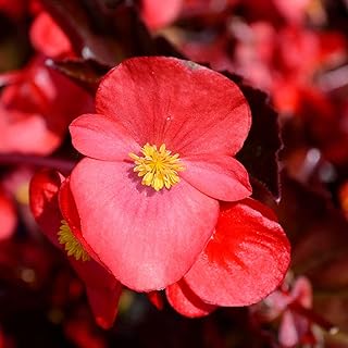 Fibrous Begonia Gin (Rose) – ~50 Pelleted Seeds – Cocktail Series – Annual Begonia x semperflorens for Shade – Compact Bedding Plant for Containers, Borders, and Garden Beds