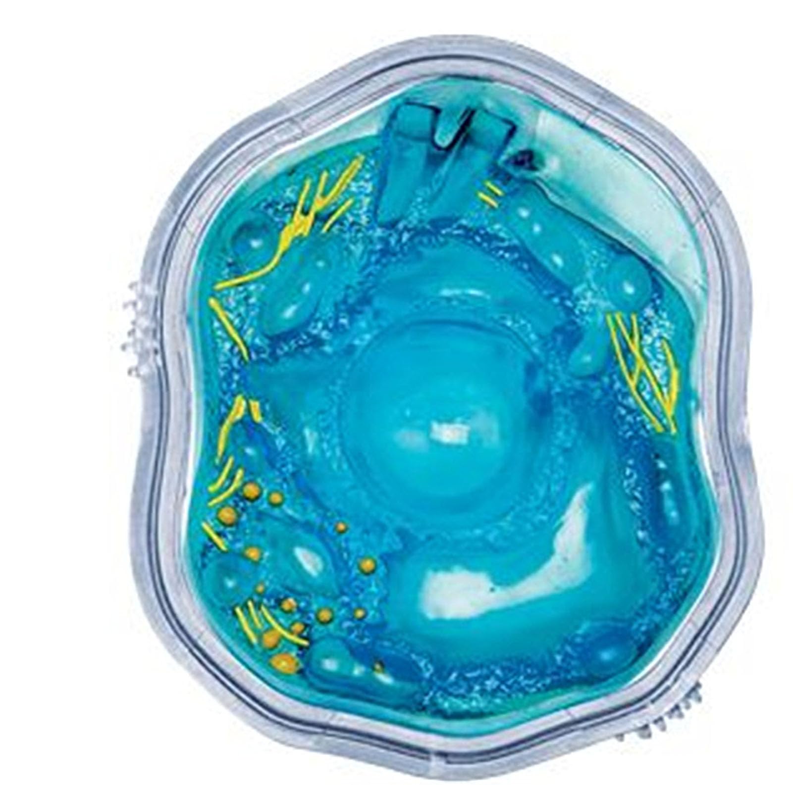 Modello di cellule animali visive 4D, Organelli cellulari di anatomia, struttura di apprendimento della microbiologia per l'educazione scientifica