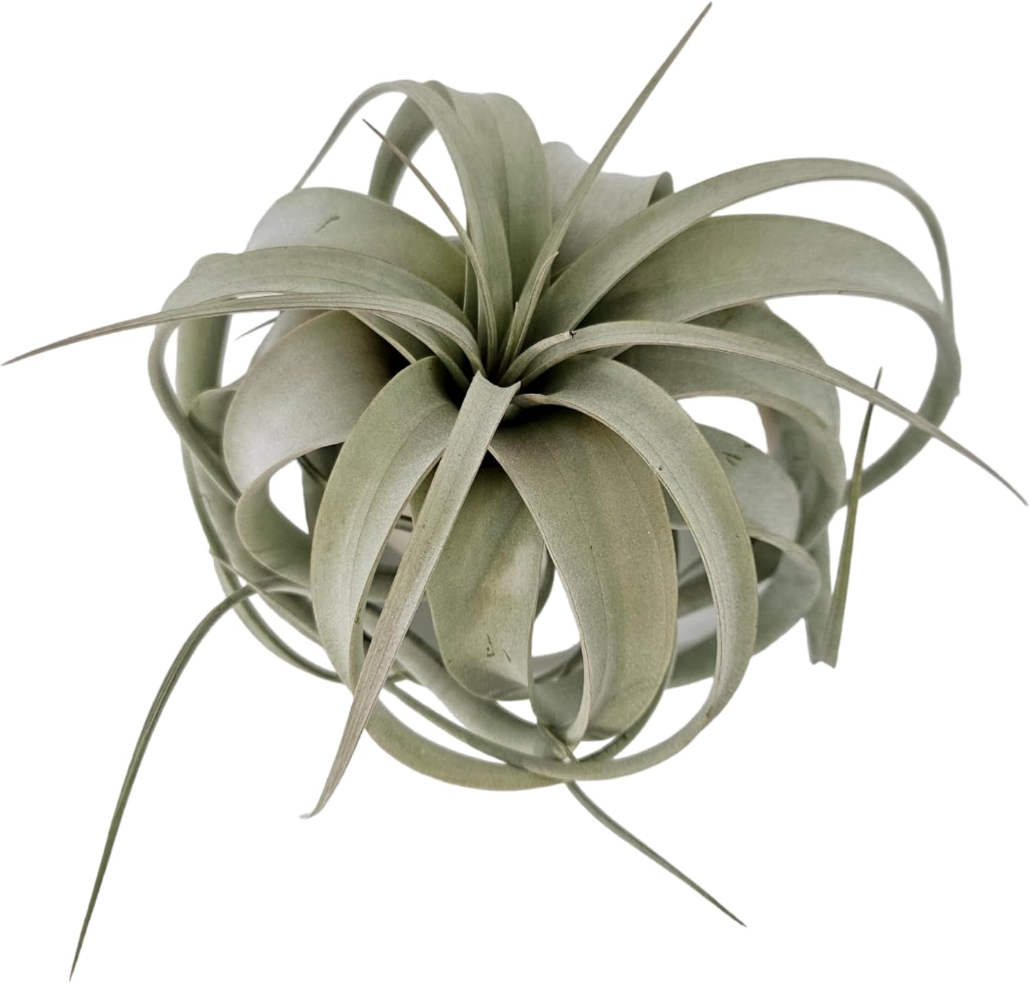 Tillandsia Air Plant Xerographica Large Indoor Exotic Houseplant - 30 Day Guarantee (Extra Large)